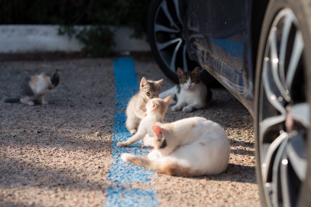 strage di gatti