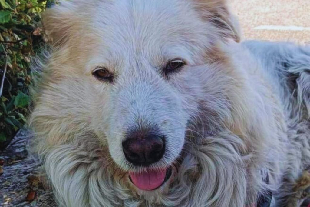 Cane ucciso