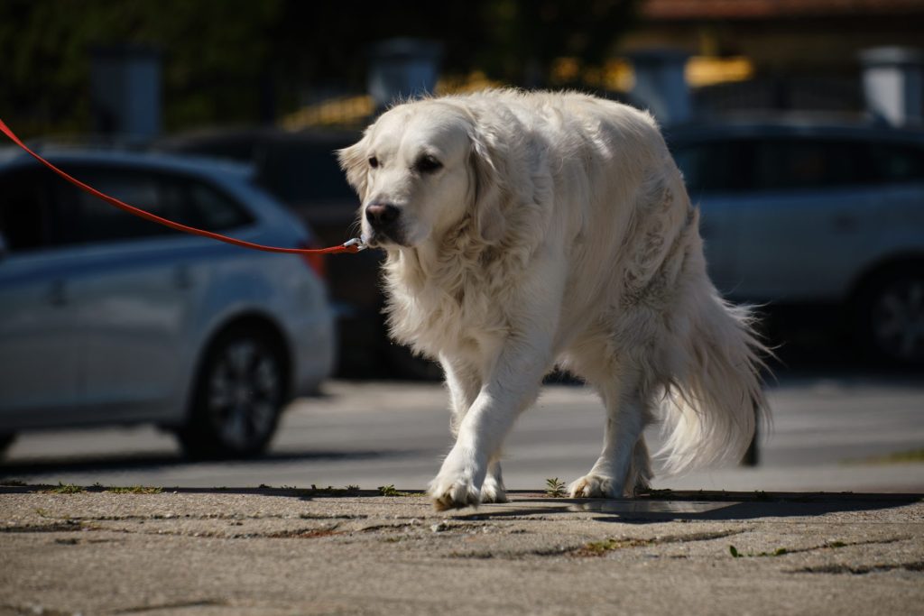 cani