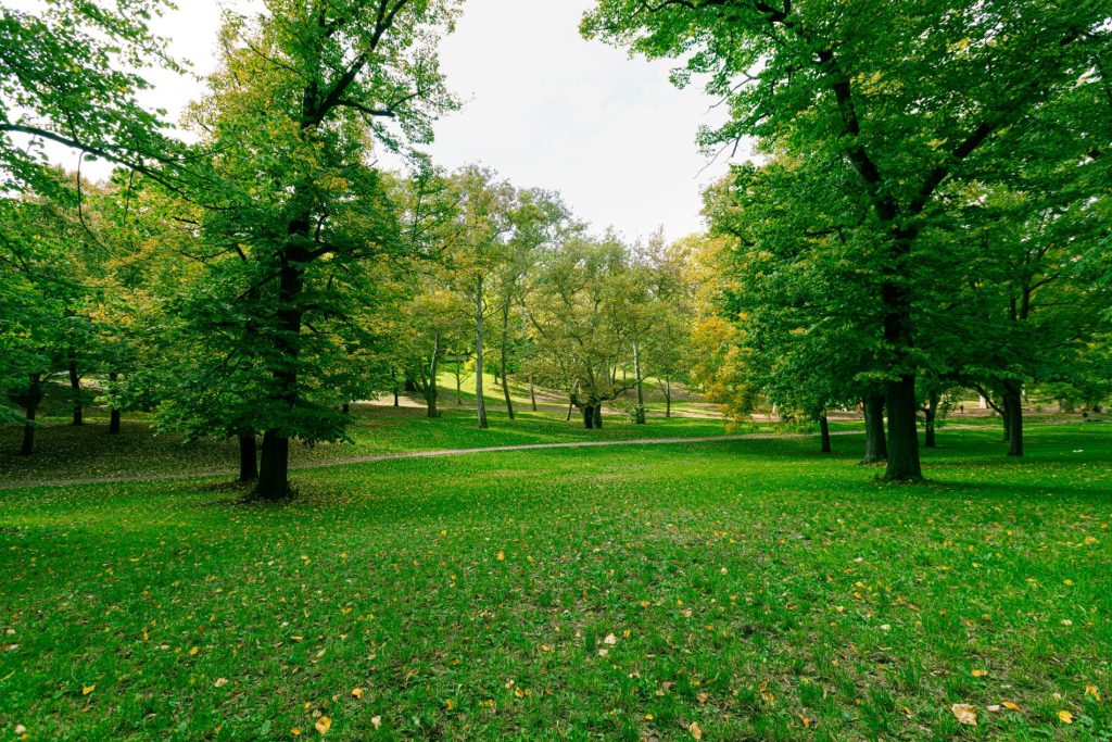 alberi, Roma, Cinecittà World