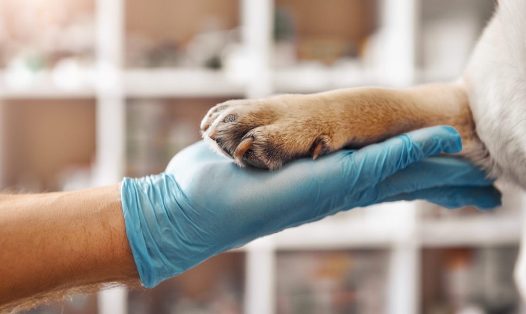 veterinario, ambulatorio di veterinaria sociale