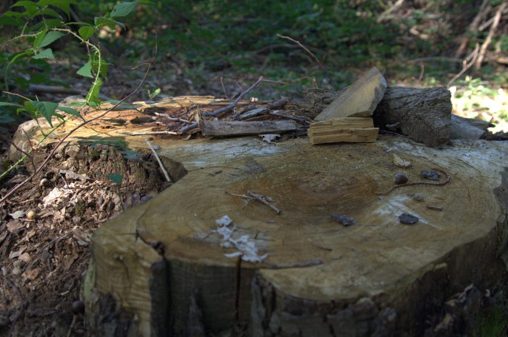 Abbattimento alberi Roma