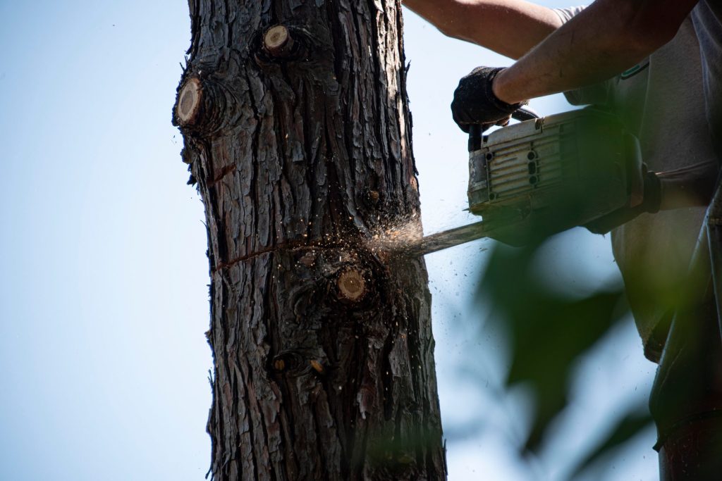 Abbattuti alberi a Prati, abbattimento alberi