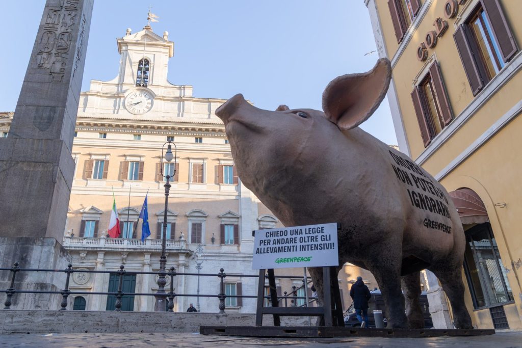 Montecitorio, maiale, allevamenti intensivi