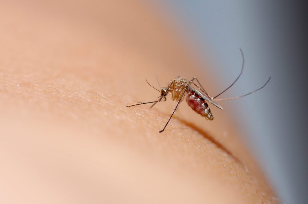 zanzara, West Nile