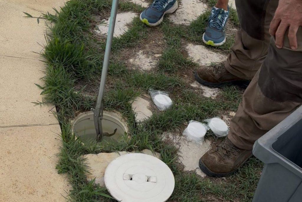 Cucciolo di vipera in piscina