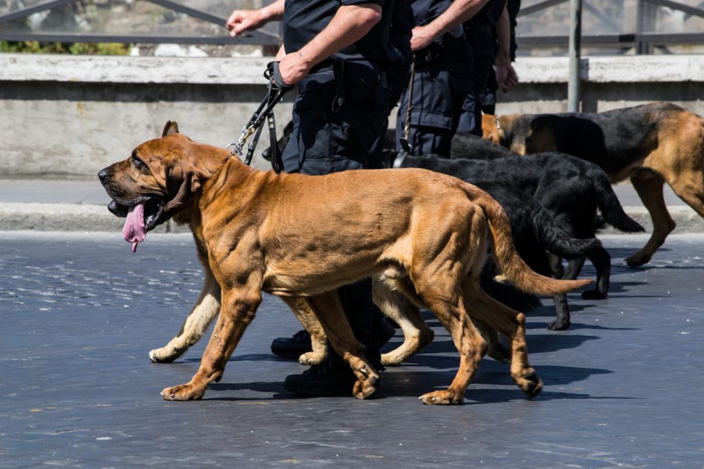 Ostia, civitavecchia, carabinieri