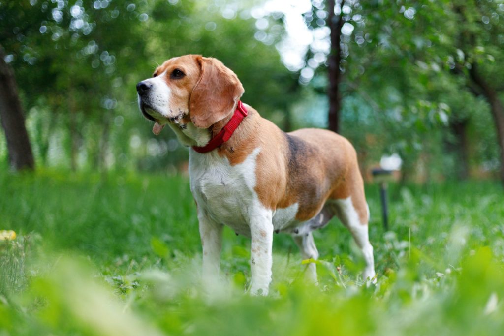 Beagle