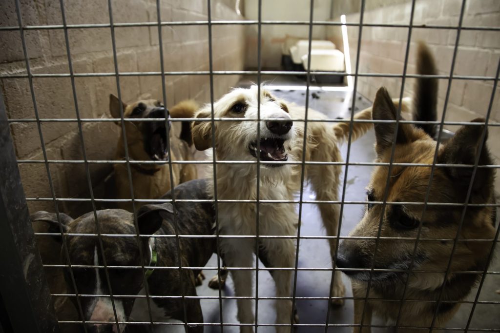 Maltrattamento animali