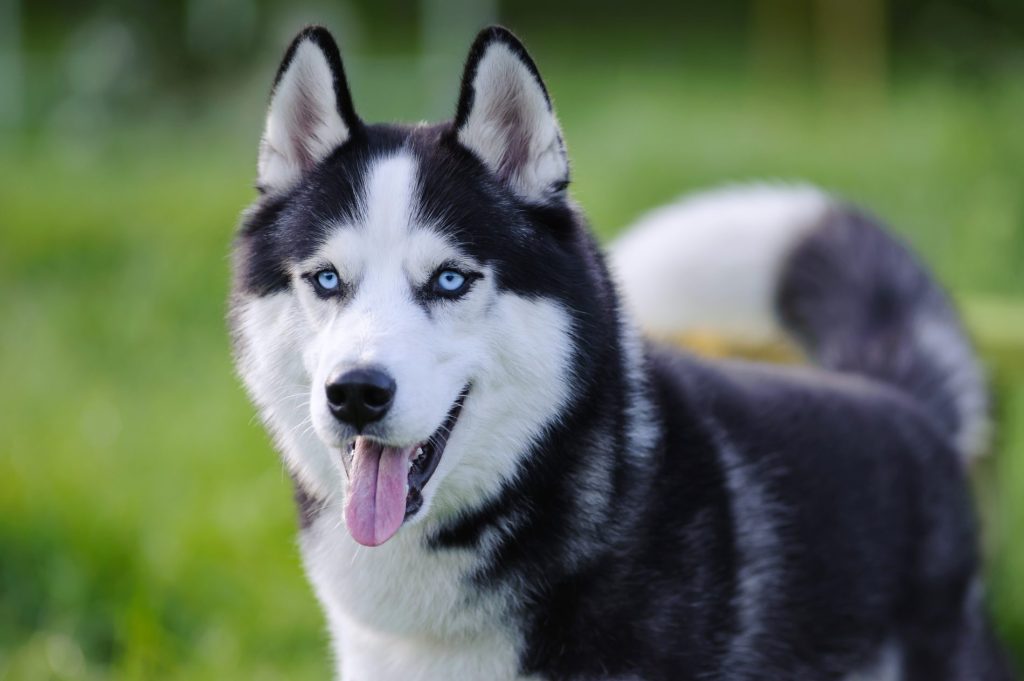 husky