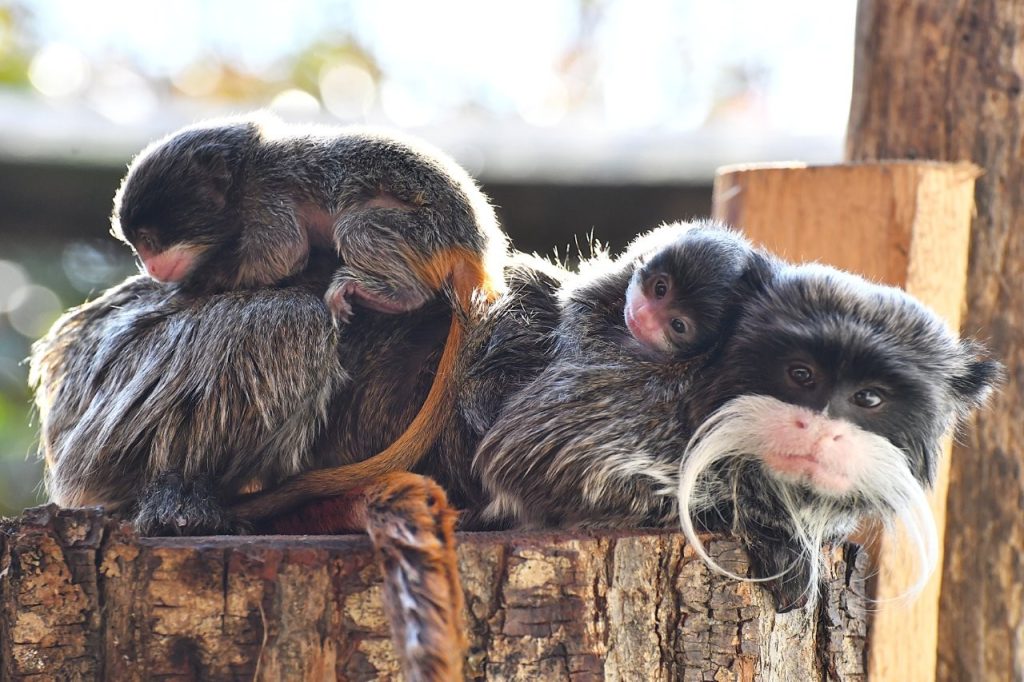 CREDIT: Massimiliano Di Giovanni – archivio Bioparco
