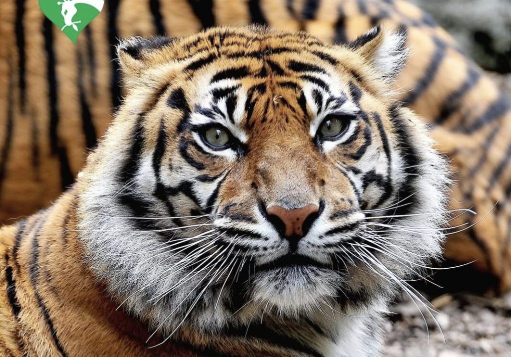 tila