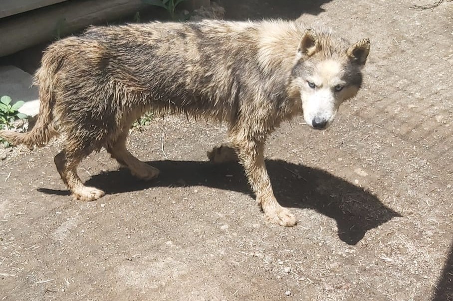 canile_ponzano_romano_sequestro_d0